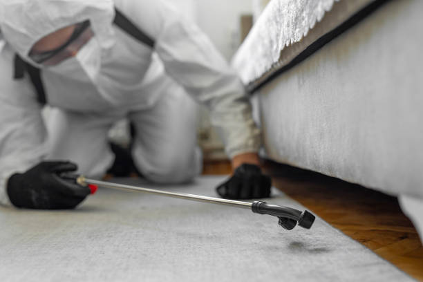 Professional Bed Bug Control technician working in Longmont, CO
